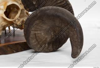 Photo Textures of Mouflon Skull Antlers